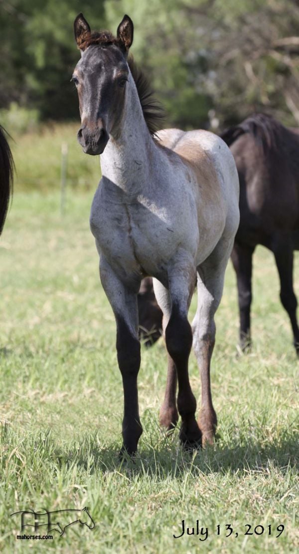 Rainy Blu Hancock's 2019 Roan Stallion